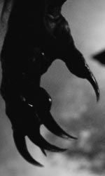 Wolfman, il nuovo uomo lupo � ateo -  Dall'articolo: Il ritorno dell'uomo lupo.