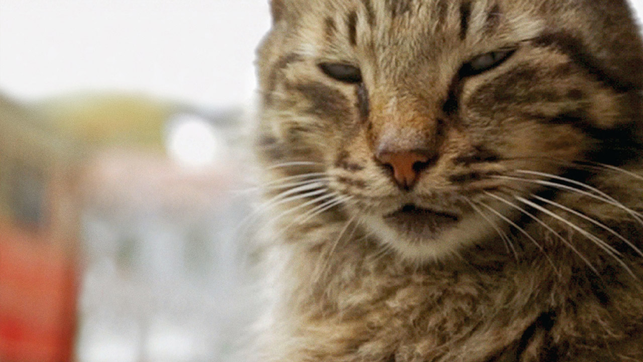 Kedi - La Città dei Gatti