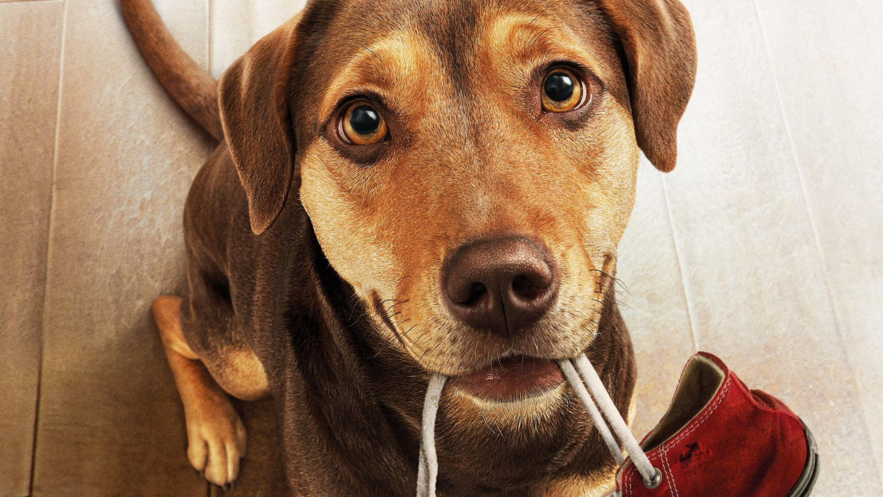 Un viaggio a quattro zampe