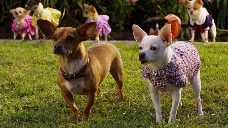 Beverly Hills Chihuahua 2
