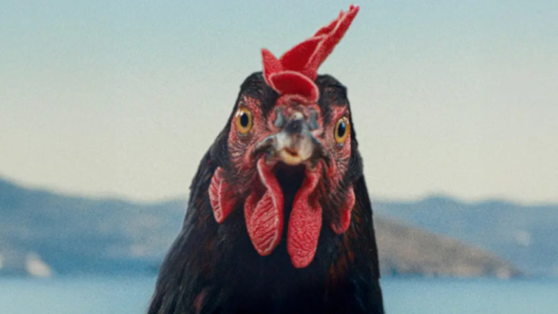 Hen - Storia di una piuma