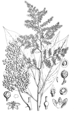 Embelia ribes False black pepper, White-flowered Embelia