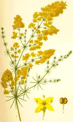 Galium verum Lady