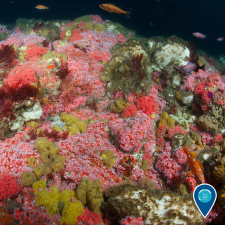 a little cephalopod among the many invertebrates of Cordell Bank National Marine Sanctuary