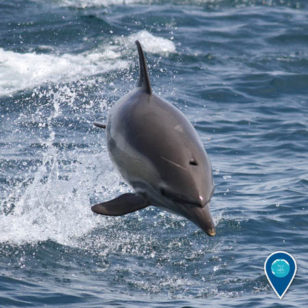 A head-on view of a common dolphin leaping forward out of the water.