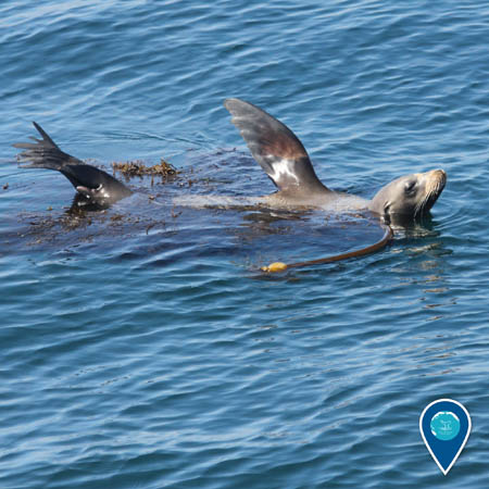 A sea lion rests at the ocean surface in a mass of kelp. It is holding its flippers and head out of the water.