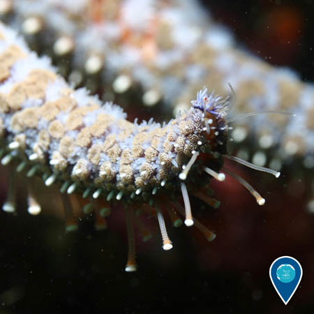 A close-up view of a sunflower star's arm. Small tube feet are reaching away from the arm.